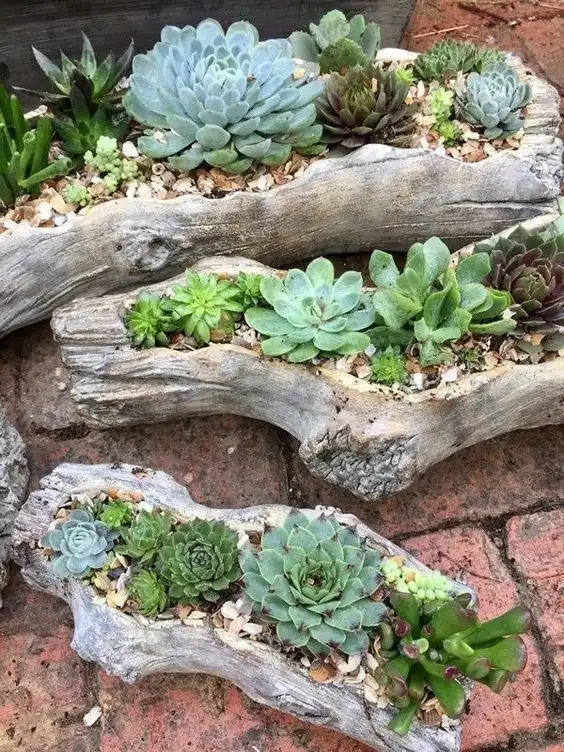 Rustic Driftwood Succulent Planters